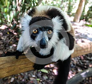 Portrait of black-and-white ruffed lemur aka Varecia variegata or Vari lemur at the tree, Atsinanana region, Madagascar photo