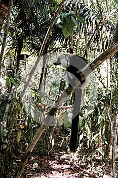 Portrait of black-and-white ruffed lemur aka Varecia variegata or Vari lemur at the tree, Atsinanana region, Madagascar photo