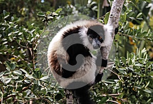 Portrait of black-and-white ruffed lemur aka Varecia variegata or Vari lemur at the tree, Atsinanana region, Madagascar photo