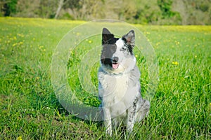 Portrait of black and white shepherd dog with blue eye