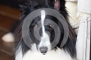 Portrait of a black and white Shetland Shep dog