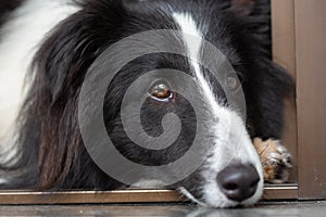 Portrait of a black and white Shetland Shep dog photo