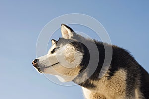 Portrait of black and white Siberian husky on the background of sky. Beautiful Siberian husky dog