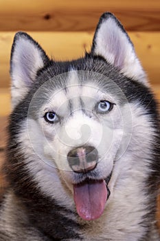 Portrait black and white siberian husky dog with blue eyes, close up. Wooden background.