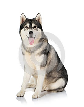 Black and white siberian Husky dog on white