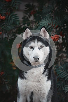 Beautiful Portrait of a black-white siberian husky dog in red rowan