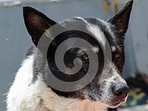 Portrait of black and white siberian husky. Russia