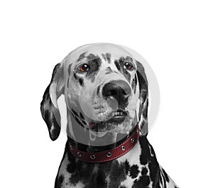 Portrait of a black and white spotted dalmatian dog