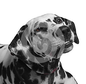 Portrait of a black and white spotted dalmatian dog