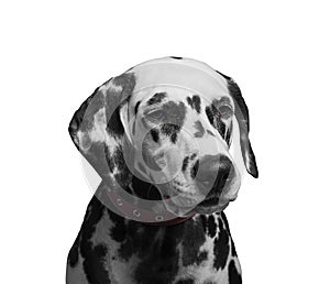 Portrait of a black and white spotted dalmatian dog breed in the