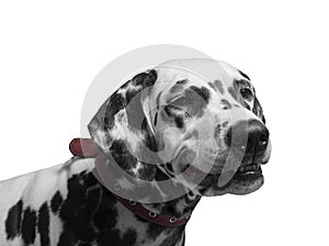 Portrait of a black and white spotted dalmatian dog breed in the