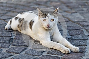 Portrait of a black-and-white spotted street cat in Israel, looking straight into the lens on the stone-paved street and capriciou
