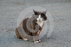 Portrait of black and white stray cat sitting on road