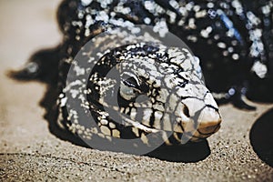 Portrait of a black and white tegu reptile or salvator merianae