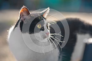 Portrait black-and-white, well-fed freestyle cat looks half-turned yellow eye