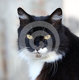 Portrait of a black-and-white yellow-eyed cat