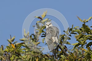 Portrait of Black-Winged Kite on a Branch