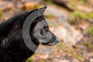 Portrait of black wolf in the forest