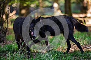 Portrait of a black wolf or timberwolf in the forest