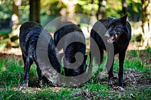 Portrait of a black wolf or timberwolf in the forest