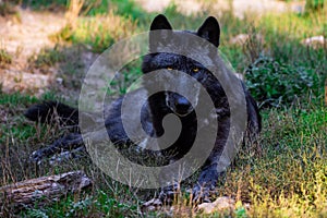 Portrait of a black wolf or timberwolf in the forest