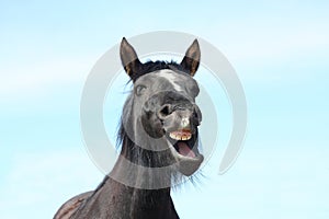 Portrait of black yawning horse