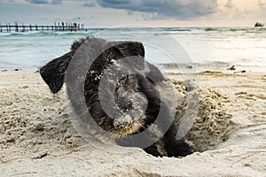 Portrait of a black yorkshire terrier on the beach, playing by dig sand with perfect twilight sky