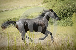 Portrait of a black young horse running free in a meadow