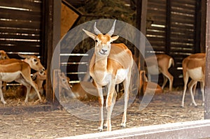 Portrait of a blackbuck antilope in a zoo while yawning photo