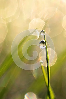 A portrait of a blad of grass with two waterdrops on it. The two dew droplets are almost perfect spheres and are reflecting in the