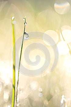 A portrait of a blade of grass with a some dew drops hanging onto it in the sunlight at sunset. The sunlight and the multiple