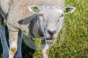 Portrait of a bleating sheep with green earmarks