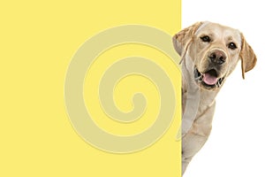 Portrait of a blond labrador retriever dog looking around the corner of an yellow empty board with space for copy