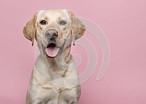 Portrait of a blond labrador retriever dog looking at the camera