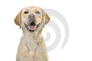 Portrait of a blond labrador retriever dog looking at the camera