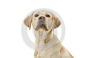 Portrait of a blond labrador retriever dog looking at the camera