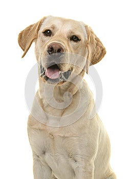 Portrait of a blond labrador retriever dog looking at the camera