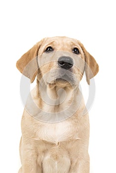 Portrait of a blond labrador retriever dog looking up