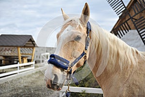 Portrait of blonde horse with a white mane