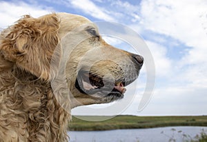 Portrait of a Blonde Labrador Retriever on a Natural Background. Cute Golden Retriever Dog Smiling. The