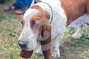 Portrait of a bloodhound dog