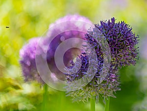 Portrait of a blooming Globemaster chive on a bright sunny spring day