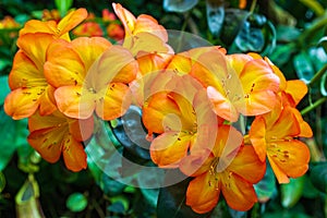 Portrait of blooming orange orchids. Singapore