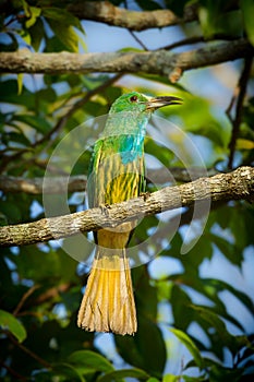 Portrait of Blue-bearded Bee-eater photo