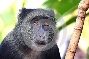 Portrait of a blue diademed monkey