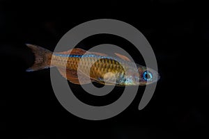 Portrait of blue-eye fish (Pseudomugil luminatus) in aquarium