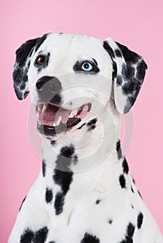 Portrait of blue-eyed dalmatian