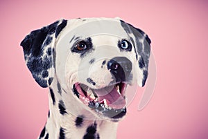 Portrait of blue-eyed dalmatian