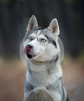 Portrait of a blue-eyed dog