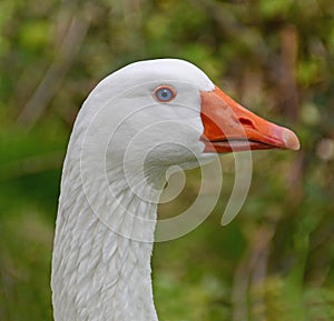 Portrait of blue eyed goose